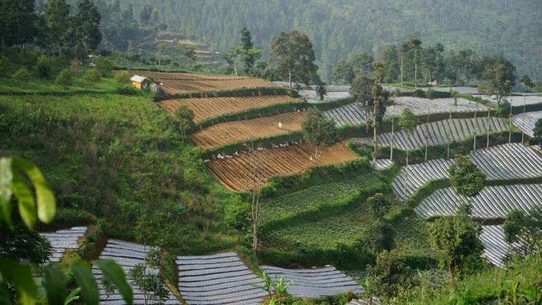 Apakah Dana Desa Berperan dalam Peningkatan Kesejahteraan Petani?